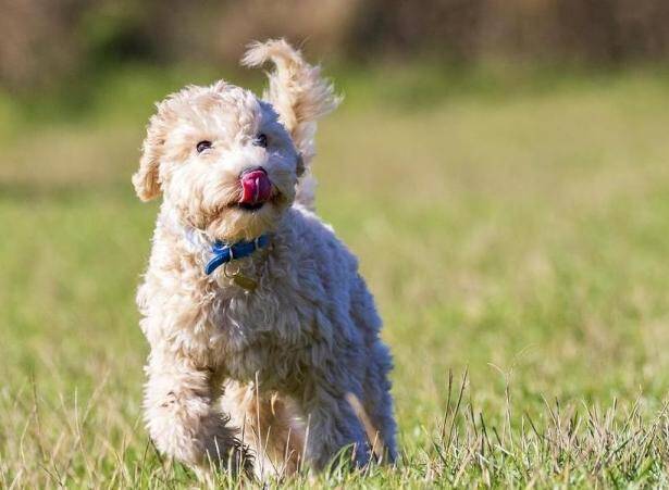 比熊犬不长个儿是怎么回事呢