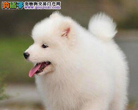 最近萨摩耶总拉肚子，我该怎么办