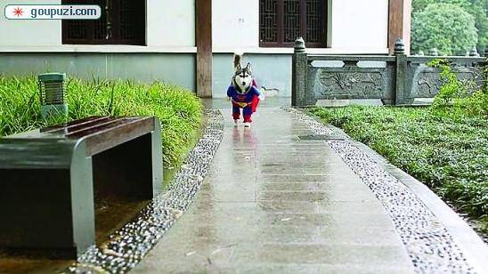 一张超可爱的“超人狗”照片这两天爆红宁波网络