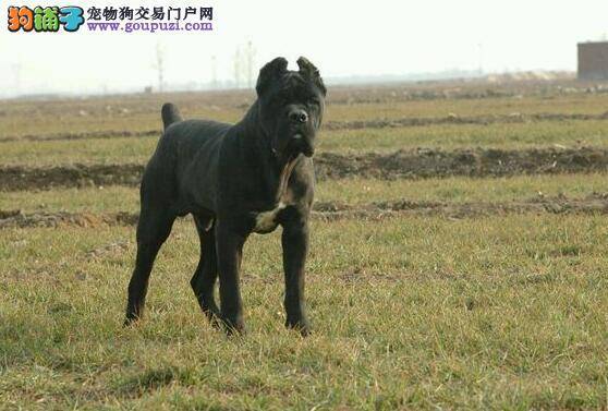 饮食与卫生 饲养卡斯罗犬最重要的两个方面