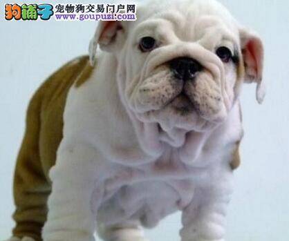 给斗牛犬选择零食的好主意