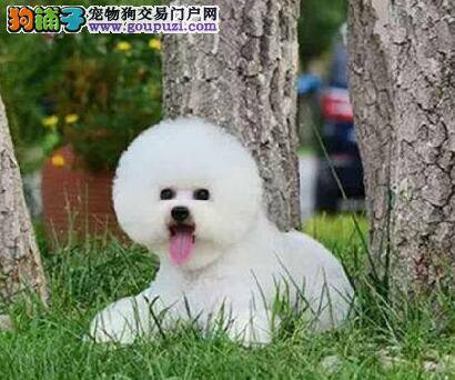 比熊犬身上长黄色的脓包，很痒掉毛什么病