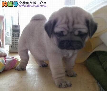 生活常识 如何饲养巴哥犬更健康