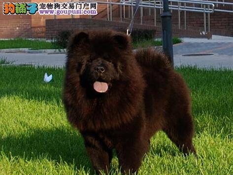 挑选精品健康松狮犬要看哪几个方面