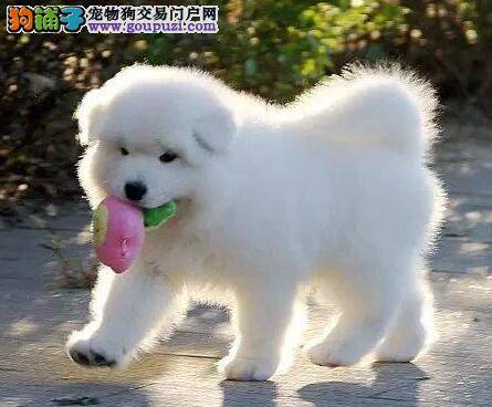 放心购买 精品萨摩耶的挑选过程