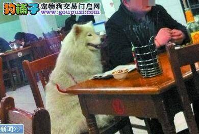 狗狗像模像样地上餐桌，陪主人吃饭
