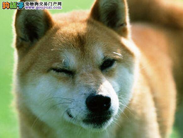 护理全攻略 饲主帮助柴犬分娩的5个具体步骤