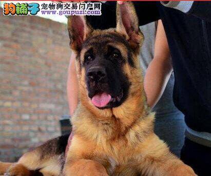 德国牧羊犬微量元素补充过多会引起哪些后果