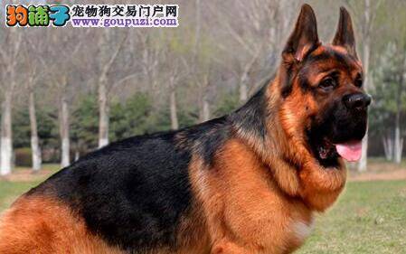 德国牧羊犬狗瘟康复后眼屎多，吃便便怎么解决