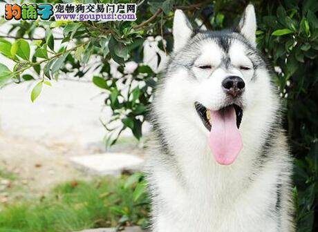 日常训练全集 如何让哈士奇接受并喜欢上自己的名字