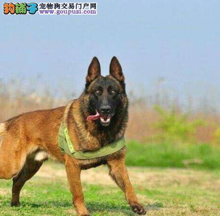 家中常备药品大全 马犬的常用药有哪些种类