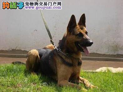 达人支招 教你如何给讨厌洗澡的昆明犬清洁卫生