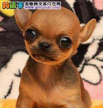 快过春节了，吉娃娃吃多了怎么办