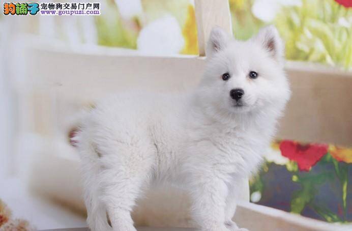 银狐犬刚买回来三周就便血是什么问题