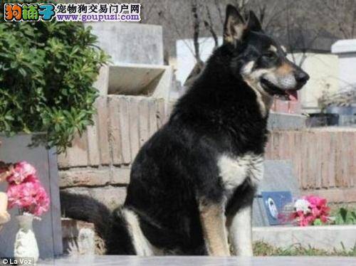 忠犬队长为已故主人守墓6年