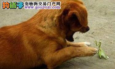 杭州举行宠物文化节  让爱宠人一饱眼福