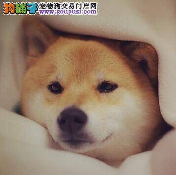 幼犬安心不乱叫 如何制止夜里吠叫的柴犬幼犬