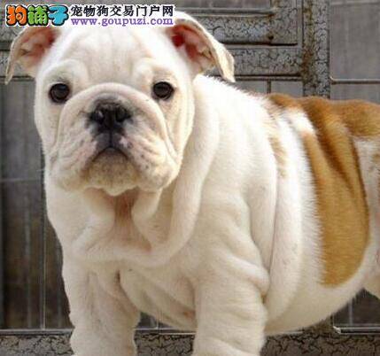 斗牛犬咳嗽的很厉害吃什么药好