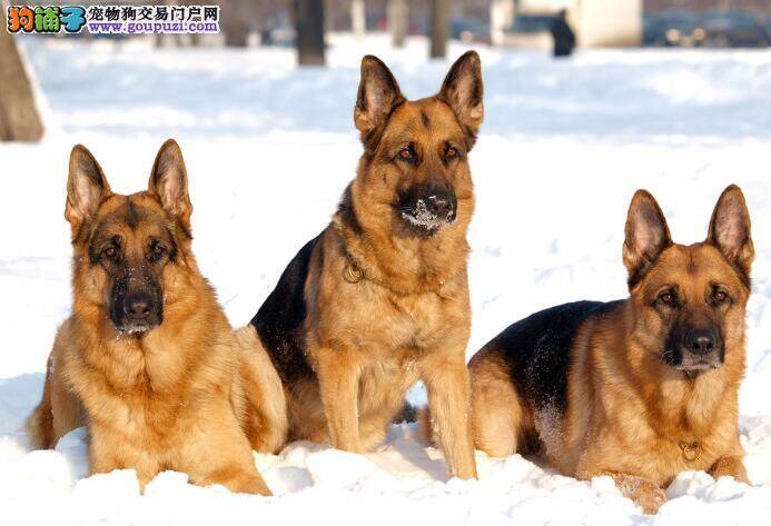 德国牧羊犬的犬种标准与判定的方法