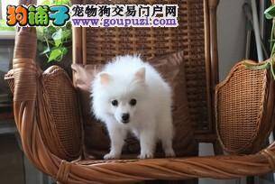 银狐犬见车就大声的吠叫怎么办