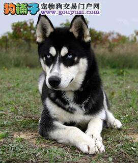 饲养总攻略 简单介绍饲养哈士奇的几个注意事项