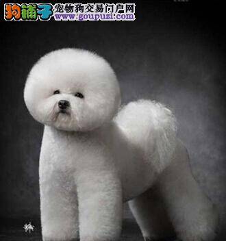 给比熊犬幼犬修剪趾甲的相关知识