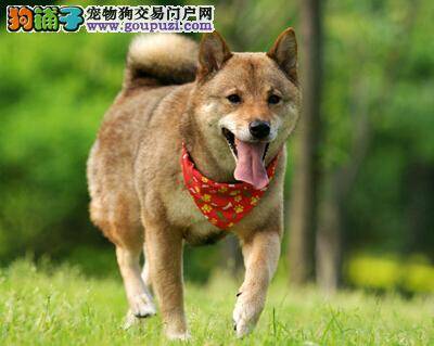 如何应对柴犬在乘车时所出现的问题