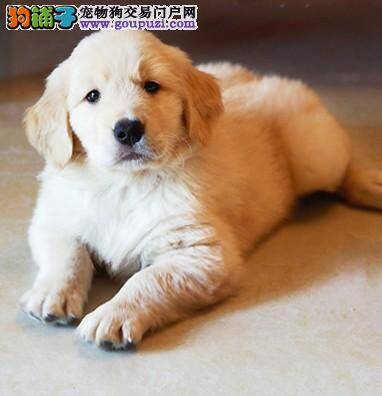 金毛犬耳朵内出现很多耳螨该怎么办