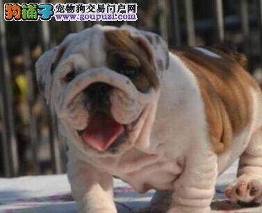 到底该不该给斗牛犬零食吃