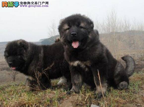 高加索犬最近总拉肚子，但是食欲很好是为什么