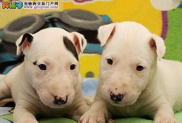 牛头梗最近总流鼻涕，有点咳嗽是什么情况