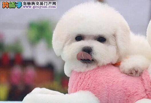 比熊犬泪线产生的原因和治疗方法