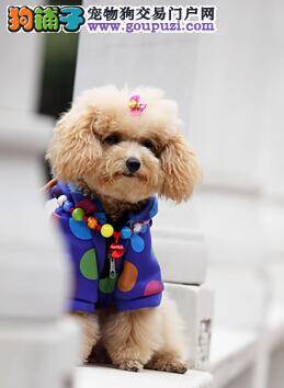 初次购买贵宾犬主人们应该注意哪些问题