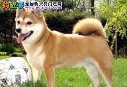 美丽转身 科学护理让柴犬拥有光鲜亮丽的外表