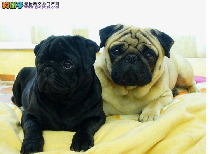 如何照顾两个月的巴哥犬 求解答