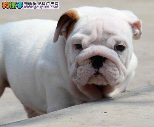 斗牛犬不听话，纠正方法最重要