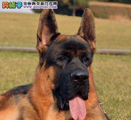 选购德国牧羊犬有哪些你不知道的秘密方法