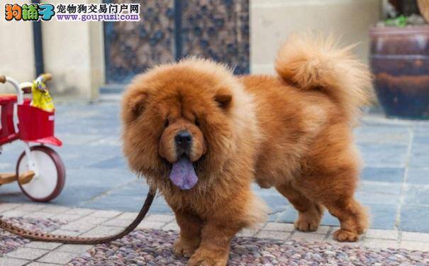 如何喂松狮犬吃药，驯服狗狗的最佳办法介绍