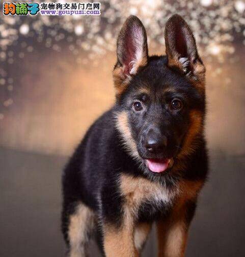 判断德国牧羊犬是否健康的几大依据