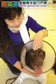 导盲犬“戴安娜”落户郑州 成为省内第五只导盲犬