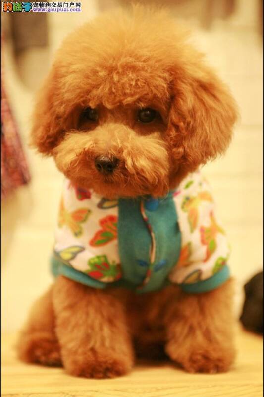 补钙要适量 过少或过量对贵宾犬都不好