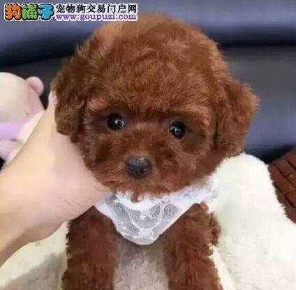 带着泰迪犬打疫苗你要了解的科学常识