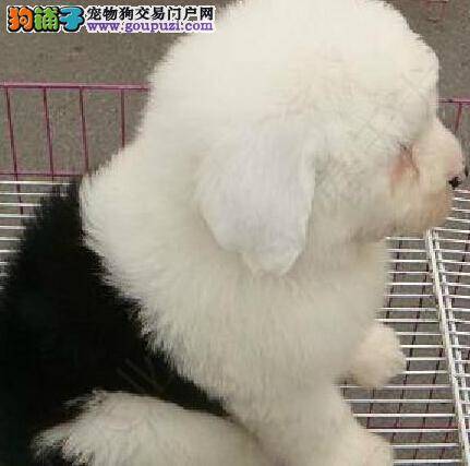 每周一日一练 古代牧羊犬在狗笼训练期间应知四点