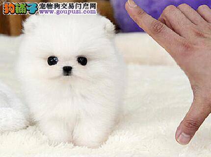 如何亲自为博美犬制定合理的饮食计划