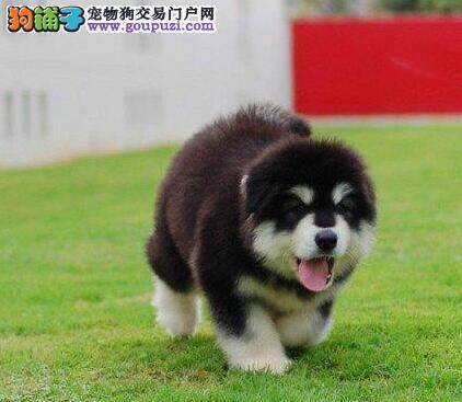 阿拉斯加犬的选购常识包括哪些内容