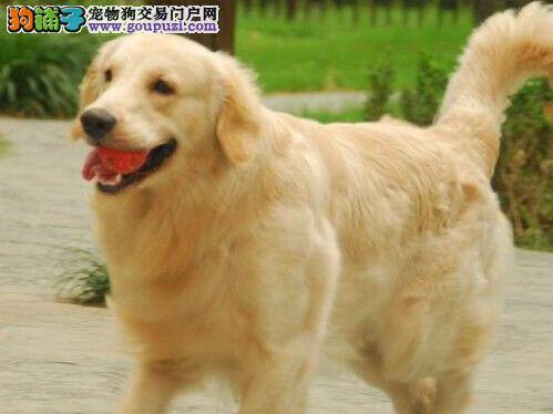 爱犬训练百分百 改正金毛犬进食邋遢的坏习惯