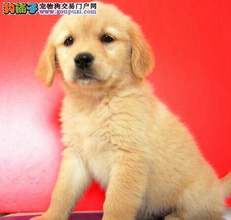 训练小诀窍之面对不听话的金毛犬应如何应对