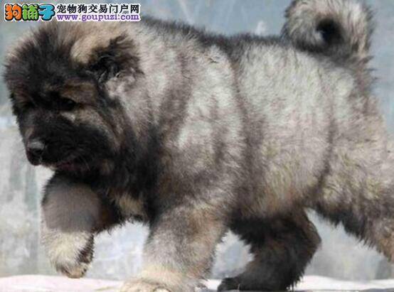 高加索犬吃鱼骨头后胃出血，很着急