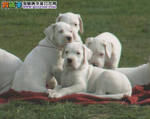 秋冬季节如何管理杜高犬的衣食住行