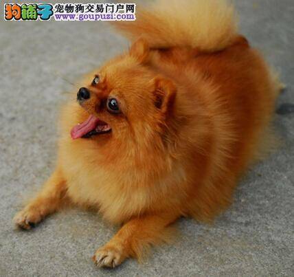 传授购犬经验 教你选择纯种优秀的博美犬